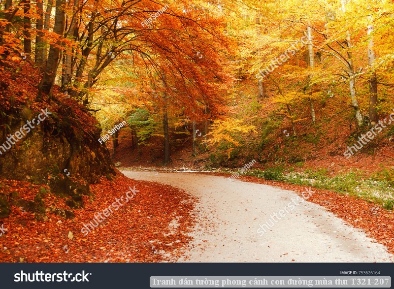 Tranh dán tường phong cảnh con đường mùa thu T321-207